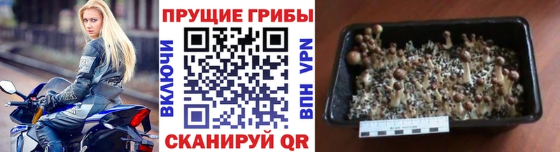 Галлюциногенные грибы GOLDEN TEACHER  где купить наркотик  KRAKEN ССЫЛКА  Ковылкино 